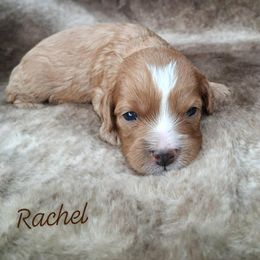 Rachel - Red female Cavapoo puppy in Eau Claire, Wisconsin from Fisher River Doodle's