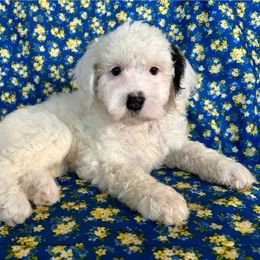 Bernedoodle and Goldendoodle Puppies from Gracie's Goldendoodles and Bernedoodles