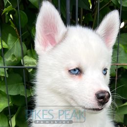 Dory - Black and white female Pomsky puppy in Littleton, Colorado from Pikes Peak Pomskies