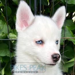 Dory - Black and white female Pomsky puppy in Littleton, Colorado from Pikes Peak Pomskies