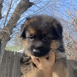 German Shepherd Puppies from Aguirre farm