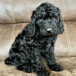 Goldendoodles and Poodles from Weaver Poodles and Doodles
