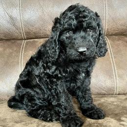 Goldendoodles and Poodles from Weaver Poodles and Doodles