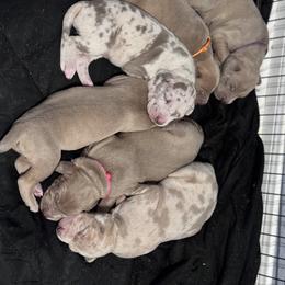 Boston Terrier and Great Dane Puppies from Splashed To Perfection Farms