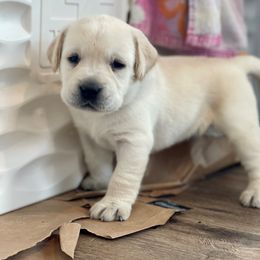 Labrador Retriever Puppies from Labsmith Labs
