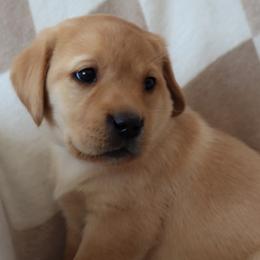 Icy - Yellow female Labrador Retriever puppy in Camden, Indiana from Camden's Caring Canines