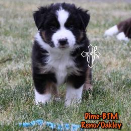 Dime - Black tri male Miniature American Shepherd puppy in Elgin, Oregon from Cross L Miniature American Shepherds
