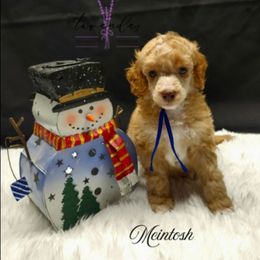 Mcintosh - Red  male Poodle puppy in Mancelona, Michigan from Lavender poodles & doodles