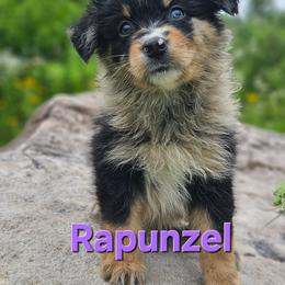 Rapunzel - Blue merle female Australian Shepherd puppy in Trout Run, Pennsylvania from Rose Valley Aussies