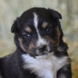 Australian Shepherd Puppies from 10-BAR-Y RANCH