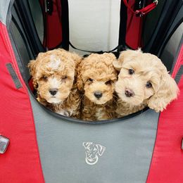 Cavapoo and Cockapoo Puppies from Benji’s Cockapoos