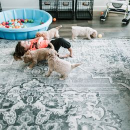 Goldendoodle and Golden Retriever Puppies from Poofy Puppies