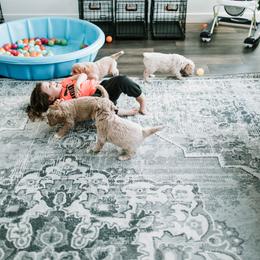 Goldendoodle and Golden Retriever Puppies from Poofy Puppies
