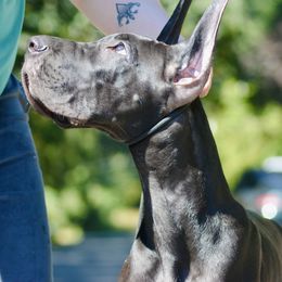 Great Dane Puppies from YK Great Danes