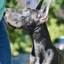Great Dane Puppies from YK Great Danes