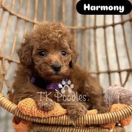 Harmony - Red  female Poodle puppy in Belleville, New Jersey from TK Poodles