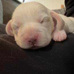 Girl 2 - Lemon and white female Beagle puppy in Toquerville, Utah from Beautiful Utah Beagles