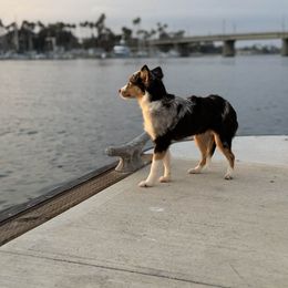 Noach - Blue merle female Miniature Australian Shepherd puppy in Visalia, California from Yours Beloved Mini Aussies