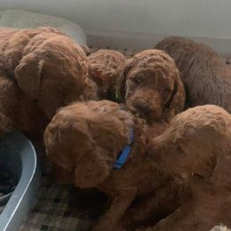 Goldendoodle Puppies from Bear Ridge Doodles