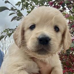 Red - Golden female Golden Retriever puppy in Jesup, Georgia from Painted Platinum Retrievers (Painted Platinum Kennel) PPK