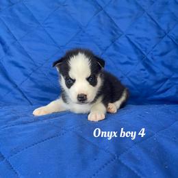 Onyx boy 4 - Black and white male Siberian Husky puppy in Ocala, Florida from Florida Husky Puppies