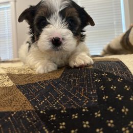 Girl K-6 - Biewer Terrier puppy from Golden Corner Puppies
