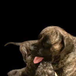 Mastiff Puppies from Eagle Pond Mastiffs
