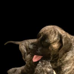 Mastiff Puppies from Eagle Pond Mastiffs