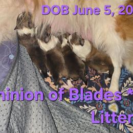 LITTLE Alice - Sable and white female Shetland Sheepdog puppy in Houston, Texas from LaLa's Lilliputian Lassies