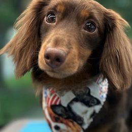 Dachshunds from MJ's Mighty Minis