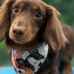 Dachshunds from MJ's Mighty Minis