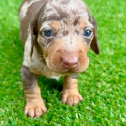 Chocolate dappled girl - Dapple female Dachshund puppy in Orlando, Florida from Weiner Wunderland of Central Florida