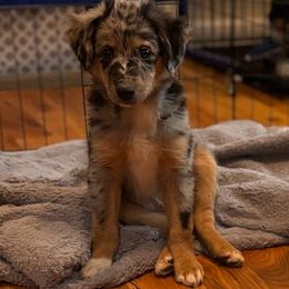 Rocky - Blue merle male Miniature Australian Shepherd puppy in Harpers Ferry, West Virginia from Carter's Cuties