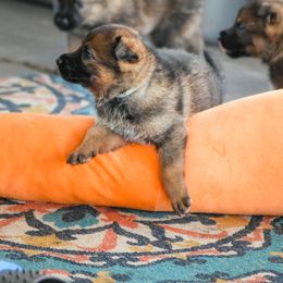 German Shepherd Puppies from von der Ryndal German Shepherds