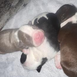 Boston Terrier Puppies from Toon’s Boston Terriers