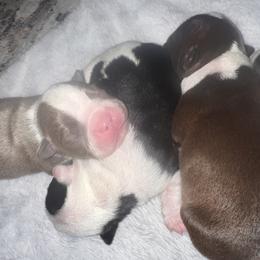 Boston Terrier Puppies from Toon’s Boston Terriers