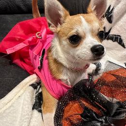 Chihuahua Puppies from Chilove Chihuahuas