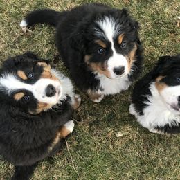 "Fall 2020 Litter" Bernese Mountain Dog Puppies from Encore Bernese Mountain Dogs