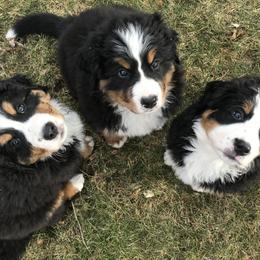 "Fall 2020 Litter" Bernese Mountain Dog Puppies from Encore Bernese Mountain Dogs