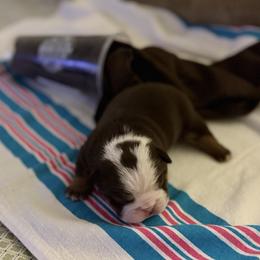 Matcha Man - Chocolate tri-color male Bulldog puppy in Alexandria, Virginia from Stacey D’s Bulldogs