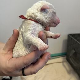 Red boy - Sheepadoodle puppy in Agency, Missouri from Millies Legacy Farm