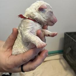 Red boy - Sheepadoodle puppy in Agency, Missouri from Millies Legacy Farm