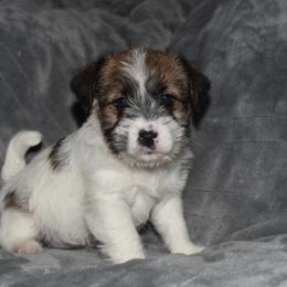 Edy Girl 1 - White and tan female Russell Terrier puppy in Middletown, Virginia from DBF Russell Terriers