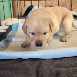 Brown Male - Yellow male Labrador Retriever puppy in Briggsdale, Colorado from LC Hunting Labs, LLC.