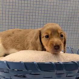 Dachshund Puppies from Hot Diggity Doxies of Dothan