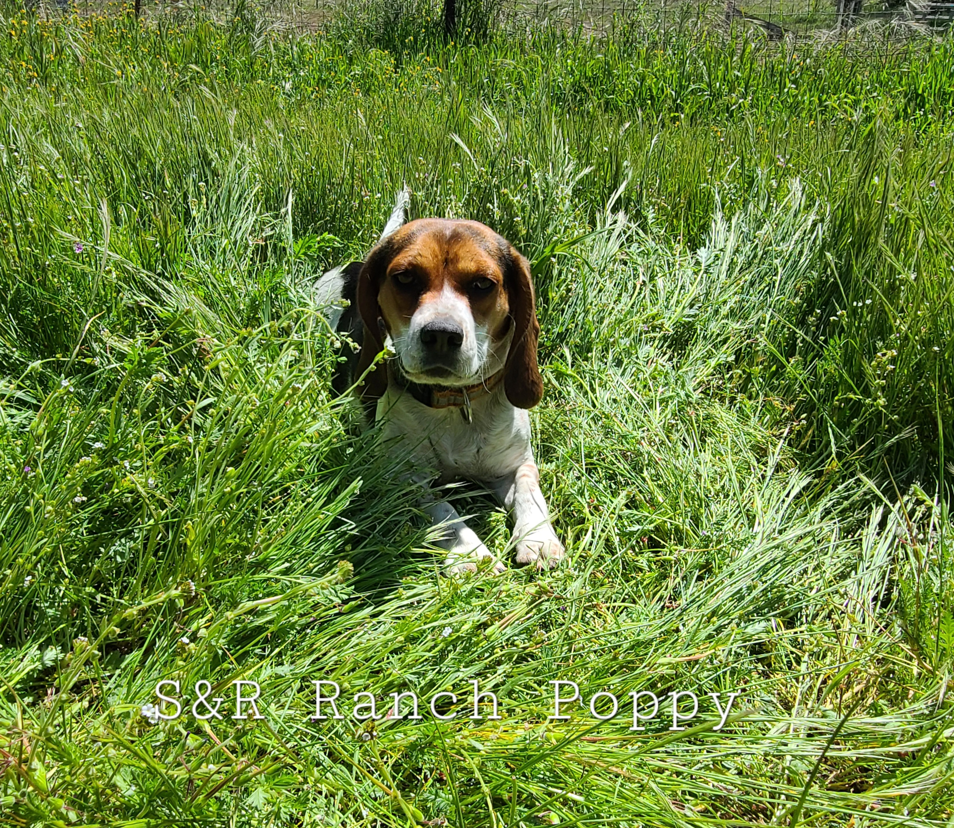 Poppy - Beagle