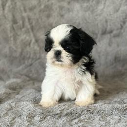 Finn - Black and white male Shih Tzu puppy in Shawnee, Oklahoma from Black Velvet Shih Tzu