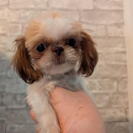 Alfie - Liver and white male Shih Tzu puppy in West Pawlet, Vermont from Morgan's Shih Tzus
