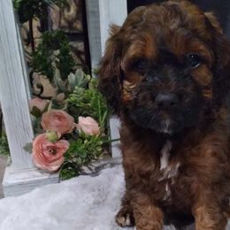 Ryder - Sable Cockapoo puppy in Mena, Arkansas from Ouachita River Cockapoos