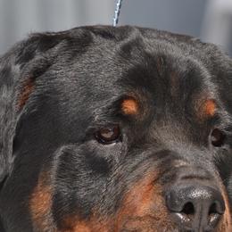 DESTINY - Rottweiler